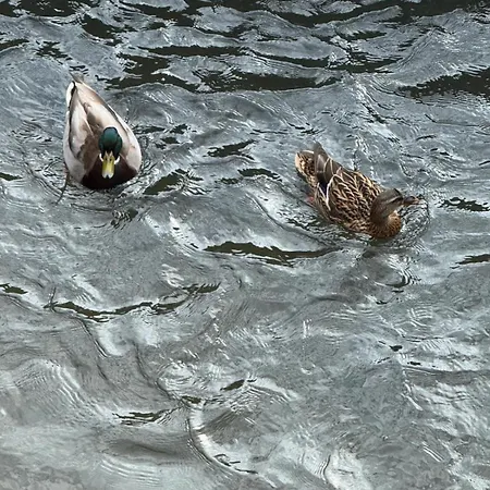 Moulin La Paille アパート Veyre-Monton